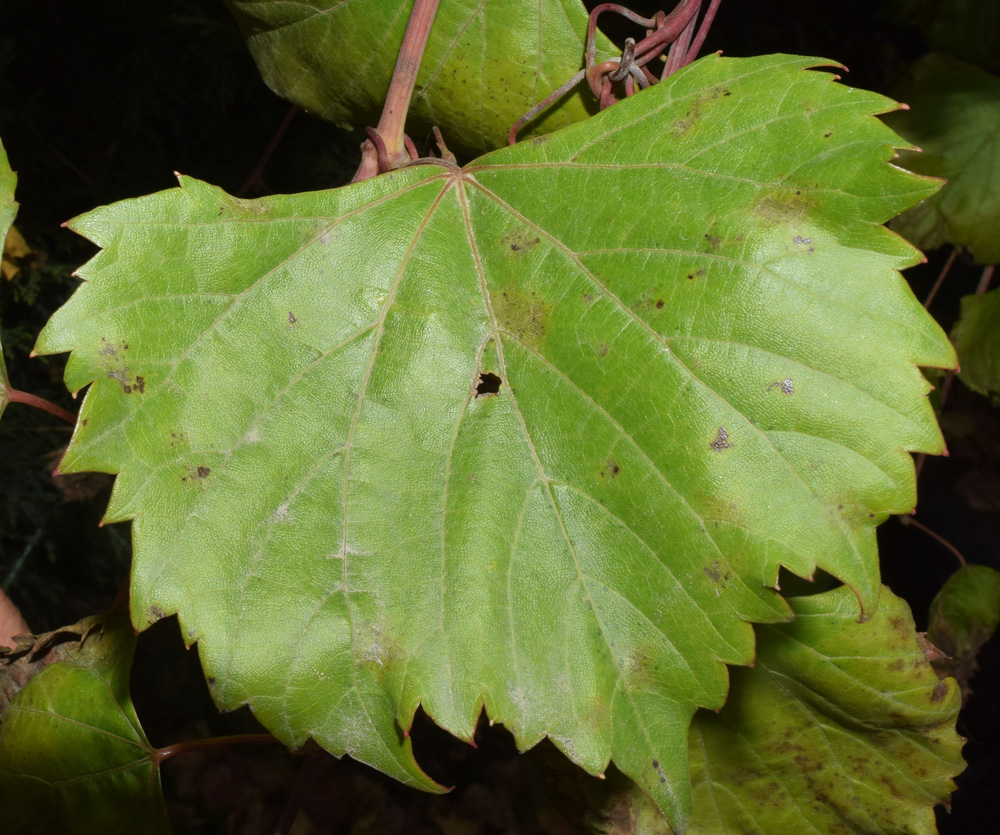 Изображение особи Vitis acerifolia.