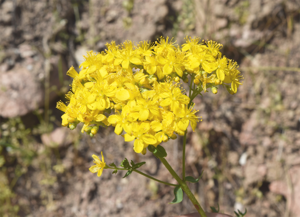 Image of Hypericum scabrum specimen.