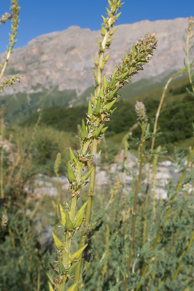 Image of Myricaria bracteata specimen.