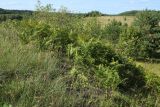 Pteridium pinetorum. Заросль; на переднем плане - Helictotrichon pratense, позади - плодоносящие Frangula alnus, и, далее - Pinus sylvestris. Псковская обл., Печорский р-н, окр. дер. Вастцы, склон небольшого холма, суходольный злаково-разнотравный луг на известняке. 18.08.2024.