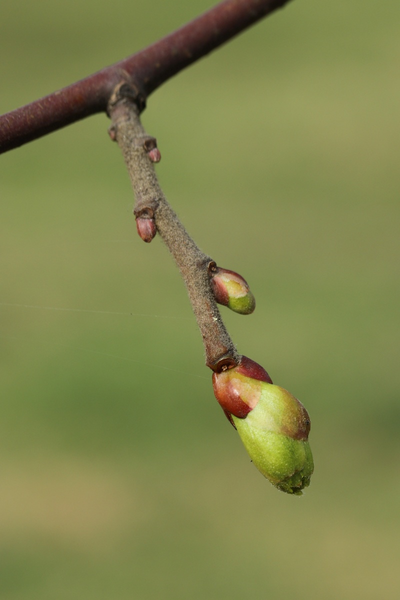 Изображение особи род Tilia.