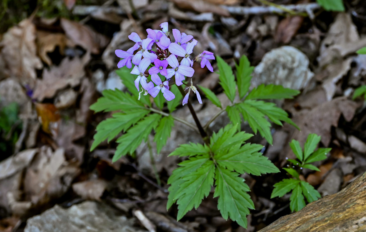 Image of Cardamine quinquefolia specimen.