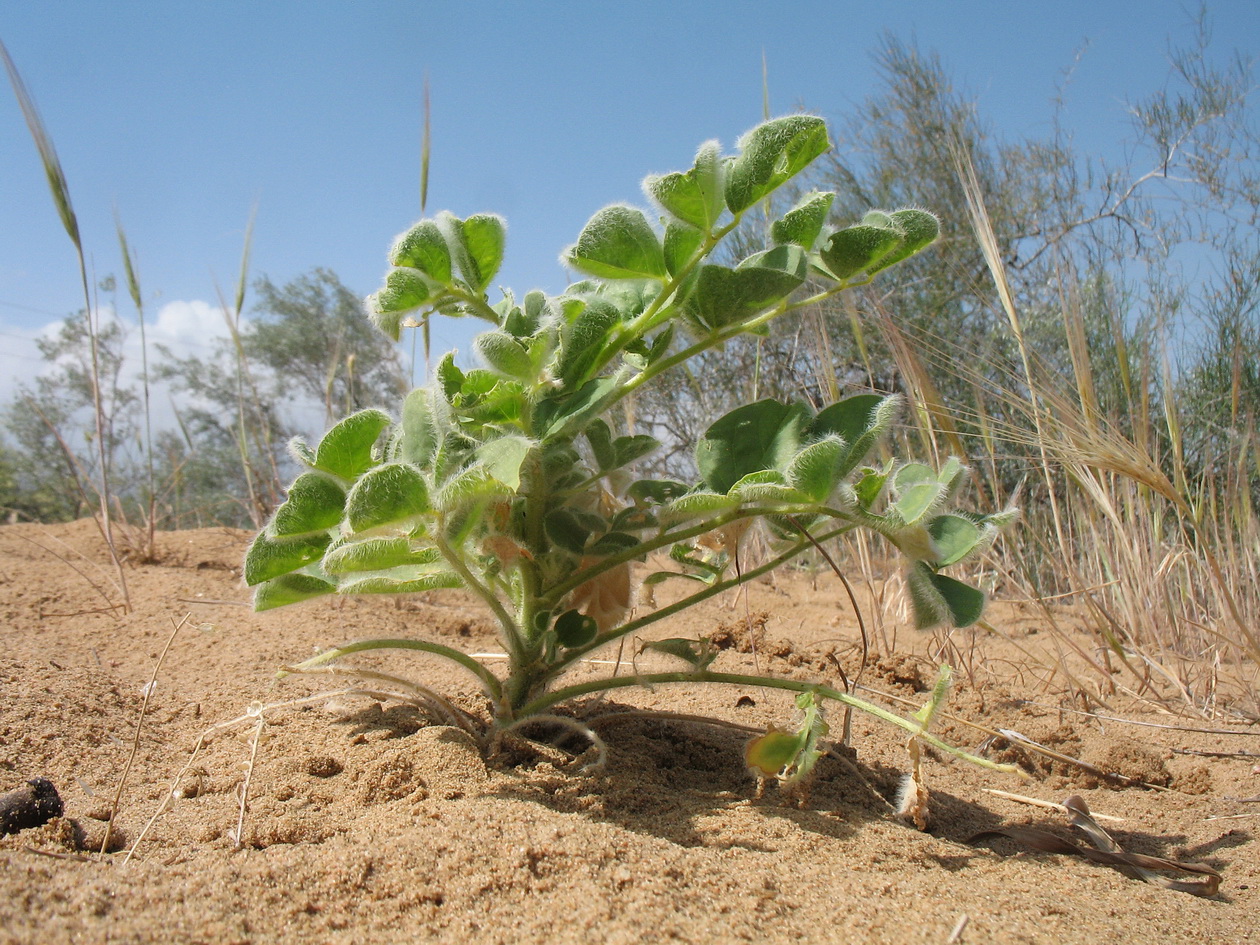 Image of Astragalus citoinflatus specimen.