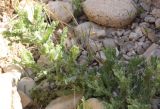 Pulicaria incisa. Растение в ложбине стока в каменистой пустыне. Израиль, средняя часть склона к Мёртвому морю. 21.02.2011.