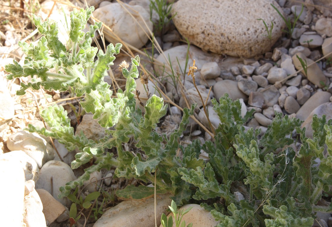 Image of Pulicaria incisa specimen.