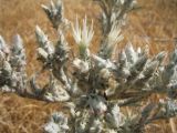 Cousinia mollis. Верхушка цветущего растения с затаившимся муравьём. Казахстан, Жамбылская обл., правый берег р. Аса, северное подножье бархана Кумтиын, участок осоковой степи. 25 мая 2025 г.