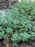 Teucrium botrys