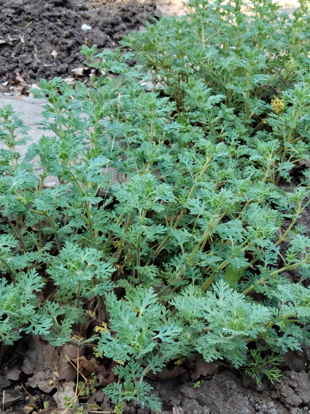 Image of Teucrium botrys specimen.