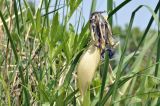 Iris ventricosa. Завязавшийся плод. Приморский край, Уссурийский гор. округ, окр. с. Монакино, луг на небольшой сопке. 31.05.2025.