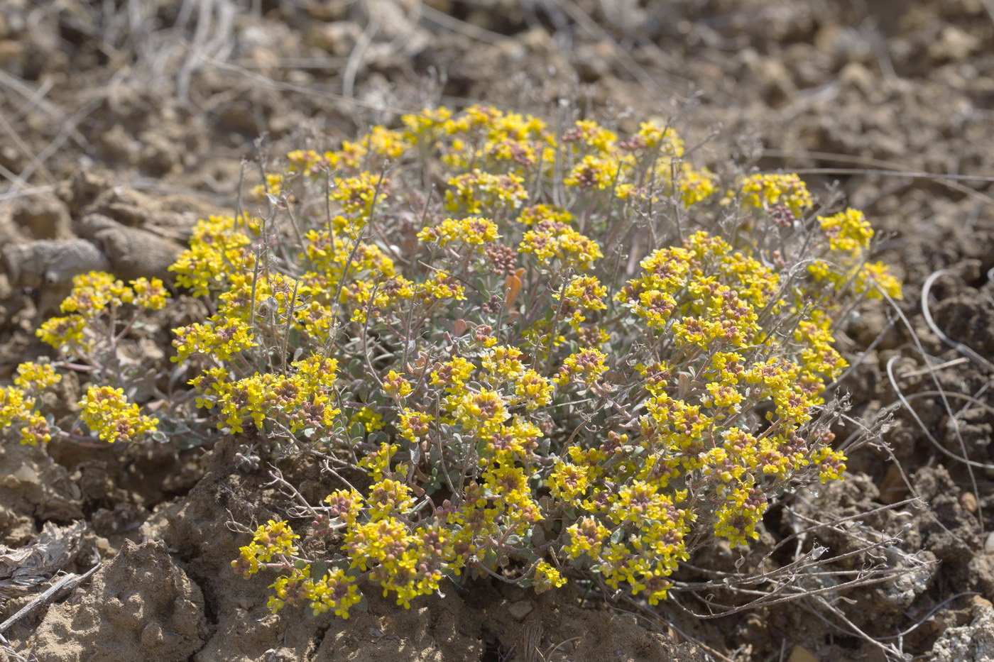 Image of Odontarrhena tortuosa specimen.
