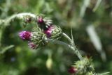 genus Carduus