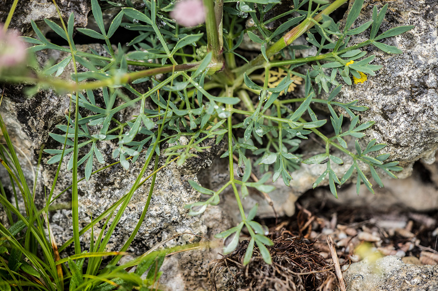 Image of Seseli petraeum specimen.