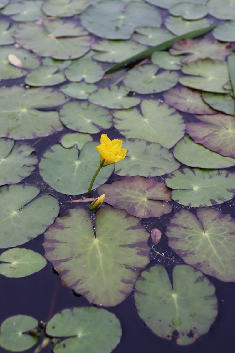 Image of Nymphoides peltata specimen.