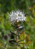 Ledum palustre