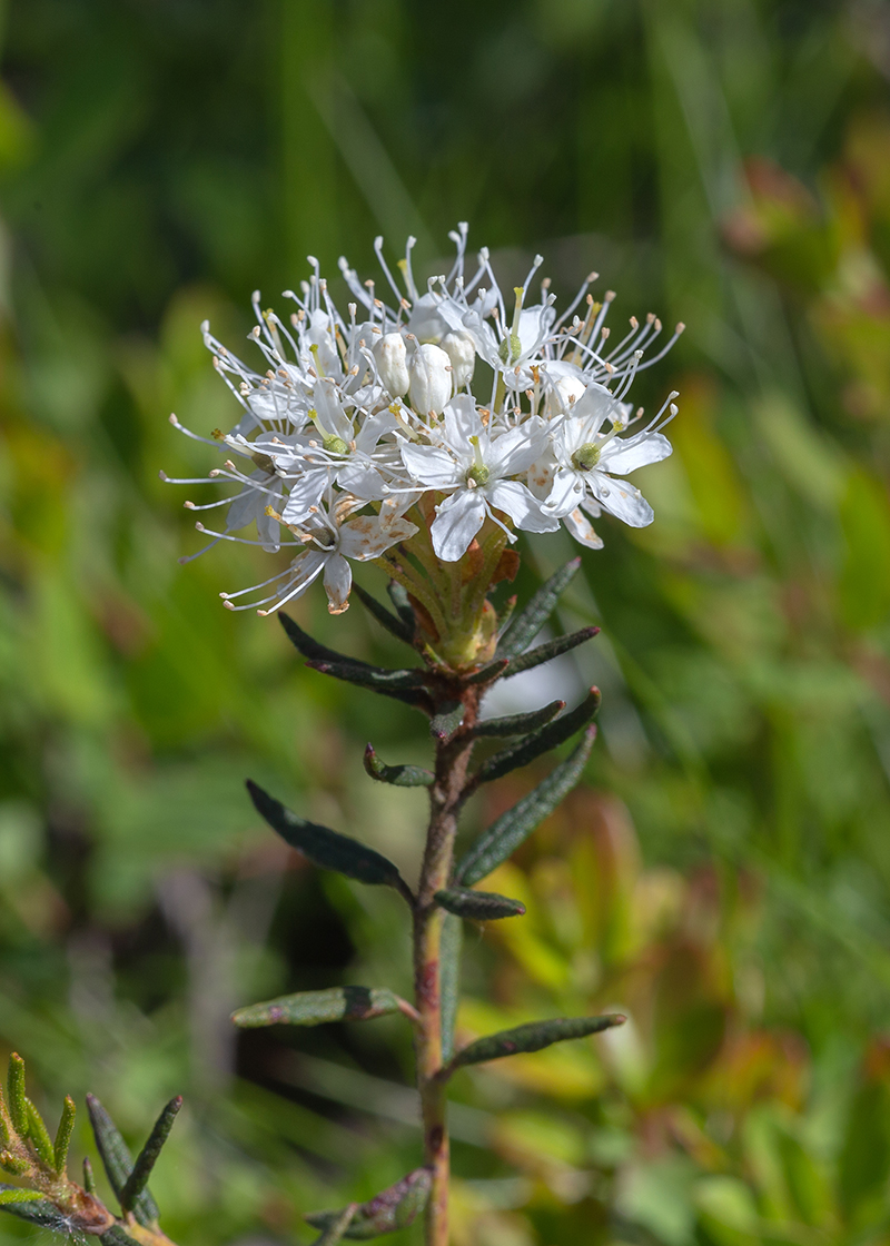 Image of Ledum palustre specimen.