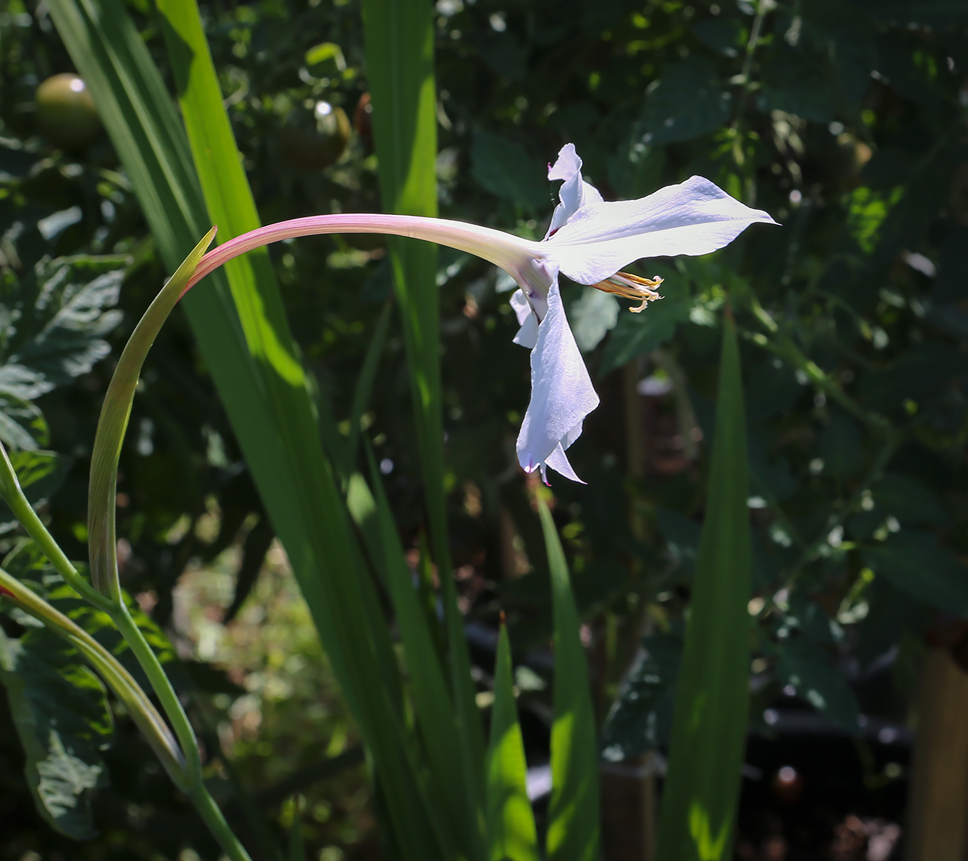 Изображение особи Gladiolus murielae.