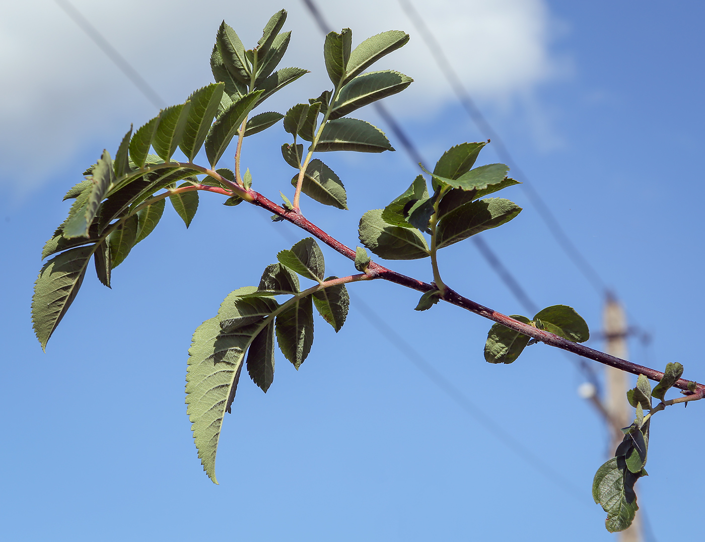 Изображение особи × Crataegosorbus miczurinii.
