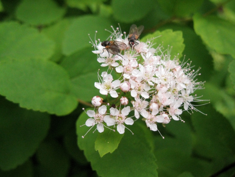 Изображение особи Spiraea beauverdiana.