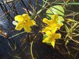 Nymphoides peltata