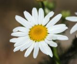 Tripleurospermum inodorum. Соцветие. Приморский край, Уссурийский ГО, окр. ж.-д. пл. 9194 км, дол. р. Раздольная на левом берегу, пойма, галечниковые отложения. 22.09.2025.