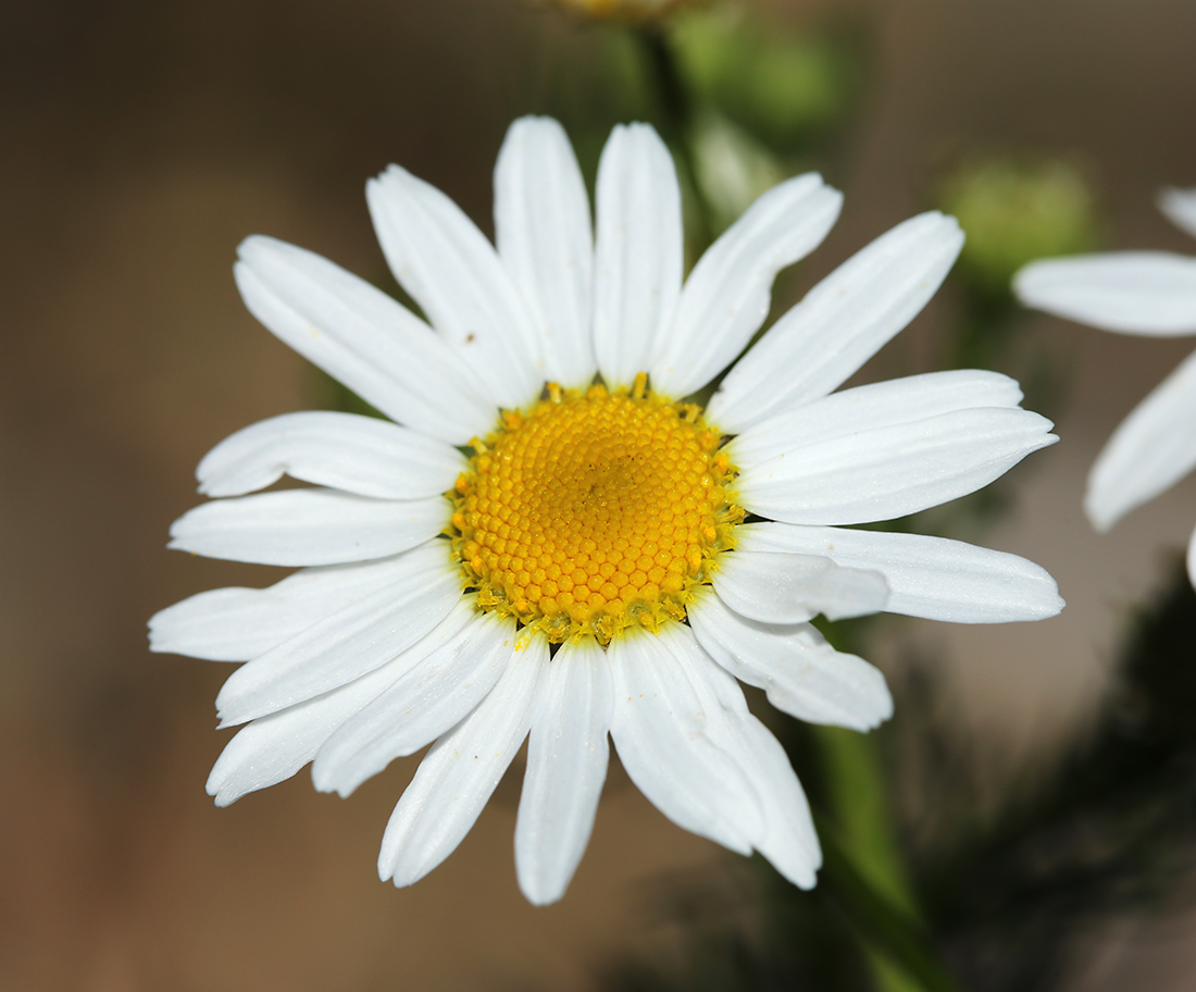Изображение особи Tripleurospermum inodorum.