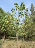 Paulownia tomentosa