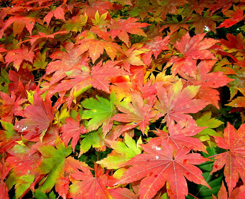 Изображение особи Acer pseudosieboldianum.