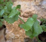 Изображение особи. Автор - Игорь Павлов