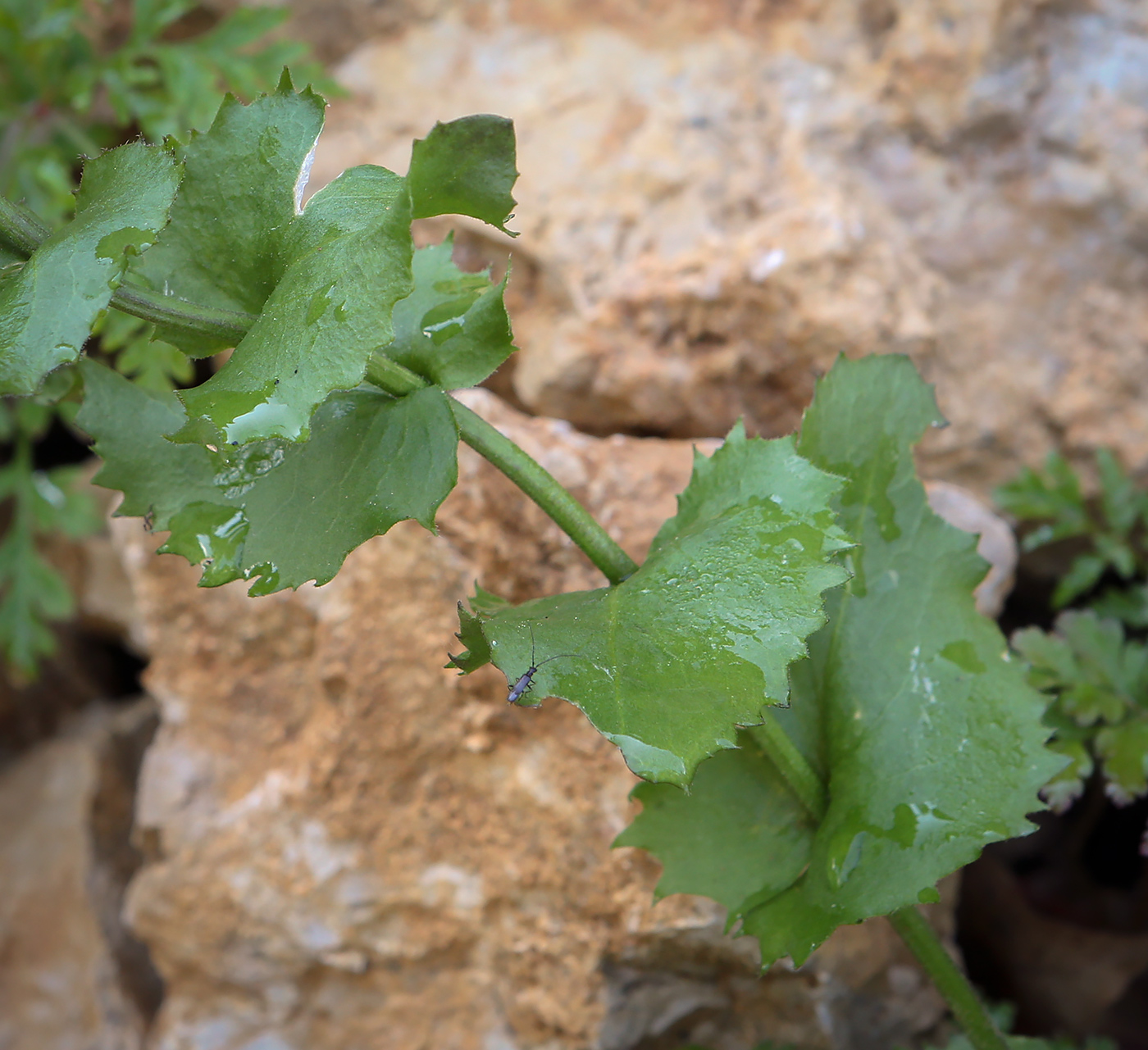 Изображение особи Arabis nordmanniana.