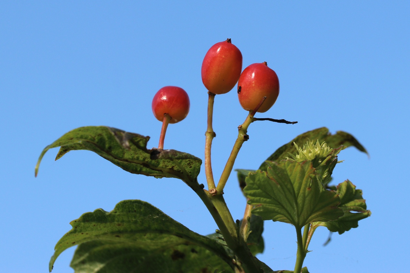 Изображение особи Viburnum opulus f. roseum.