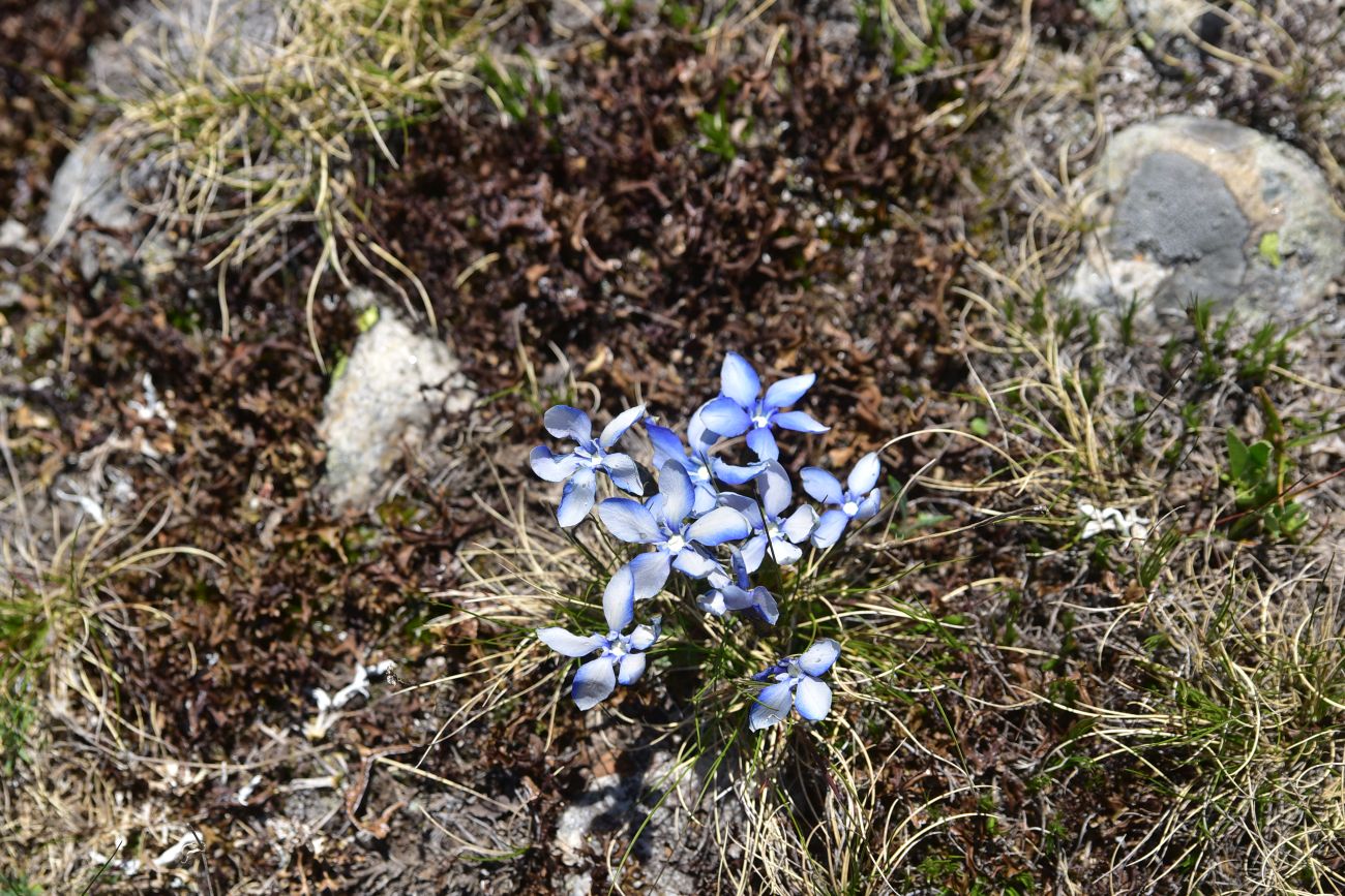 Image of genus Gentiana specimen.