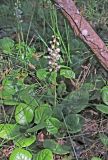 Pyrola rotundifolia. Цветущее растение. Брянская обл., Чиковский р-н, сосновый бор. 9 июня 2023 г.