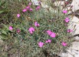 Dianthus acantholimonoides