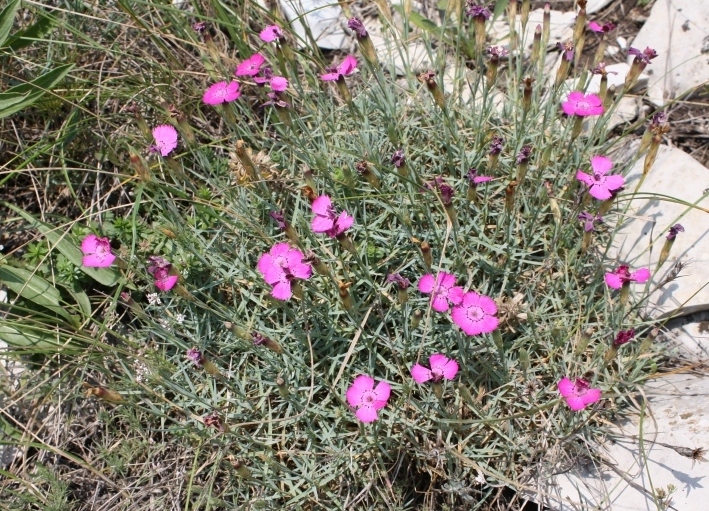 Image of Dianthus acantholimonoides specimen.