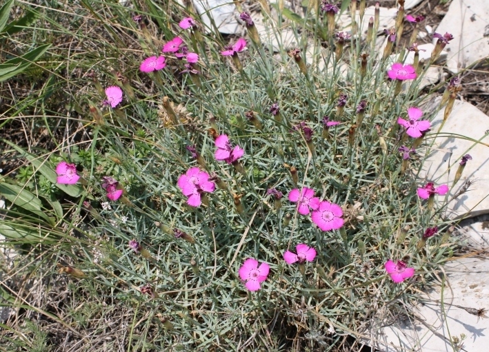 Изображение особи Dianthus acantholimonoides.