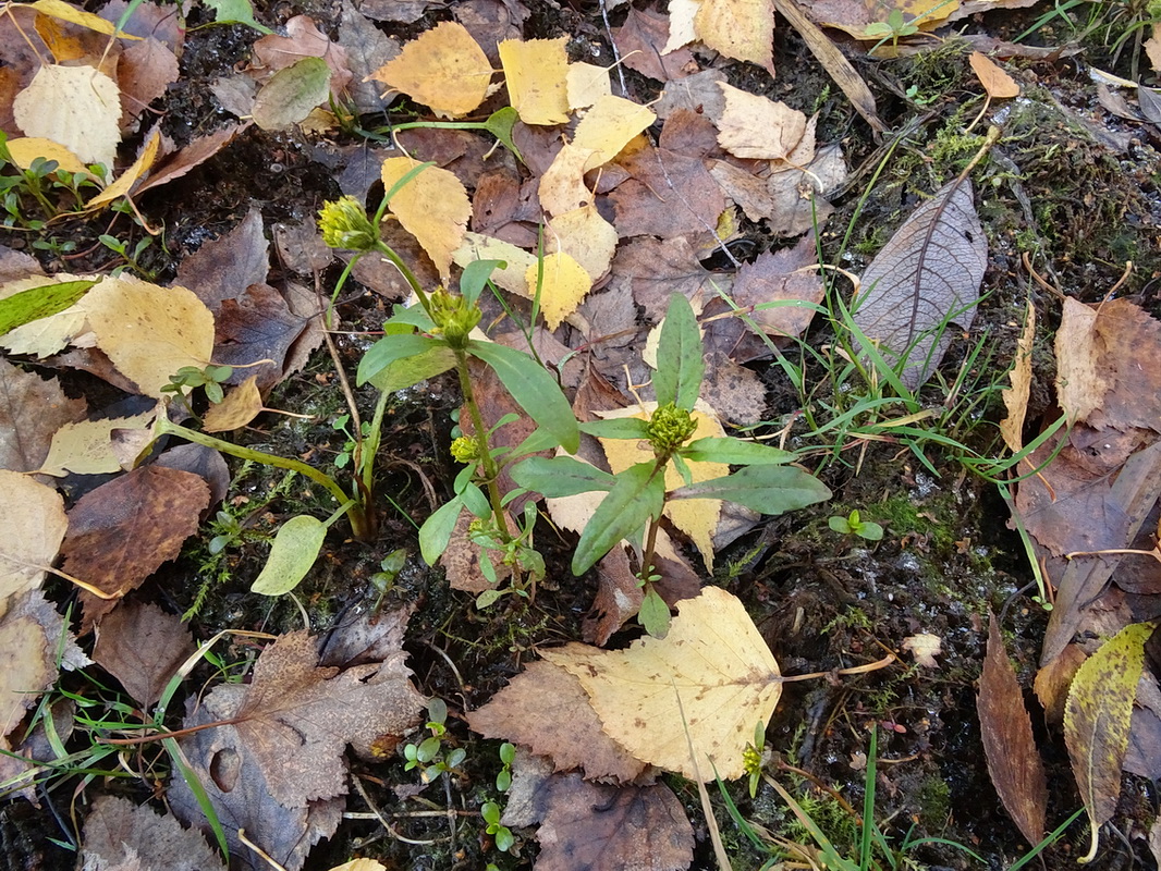 Image of genus Bidens specimen.