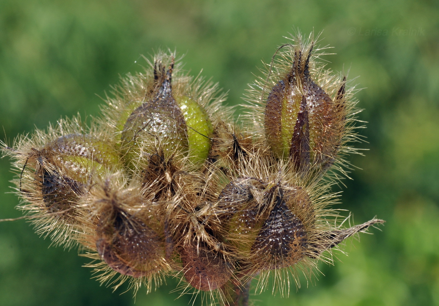 Image of Bixa orellana specimen.