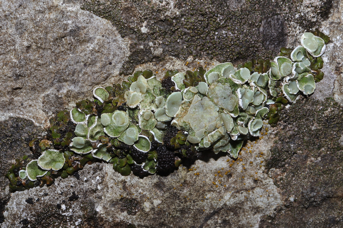 Image of Squamarina gypsacea specimen.