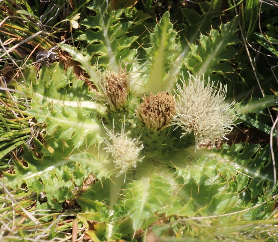 Image of familia Asteraceae specimen.