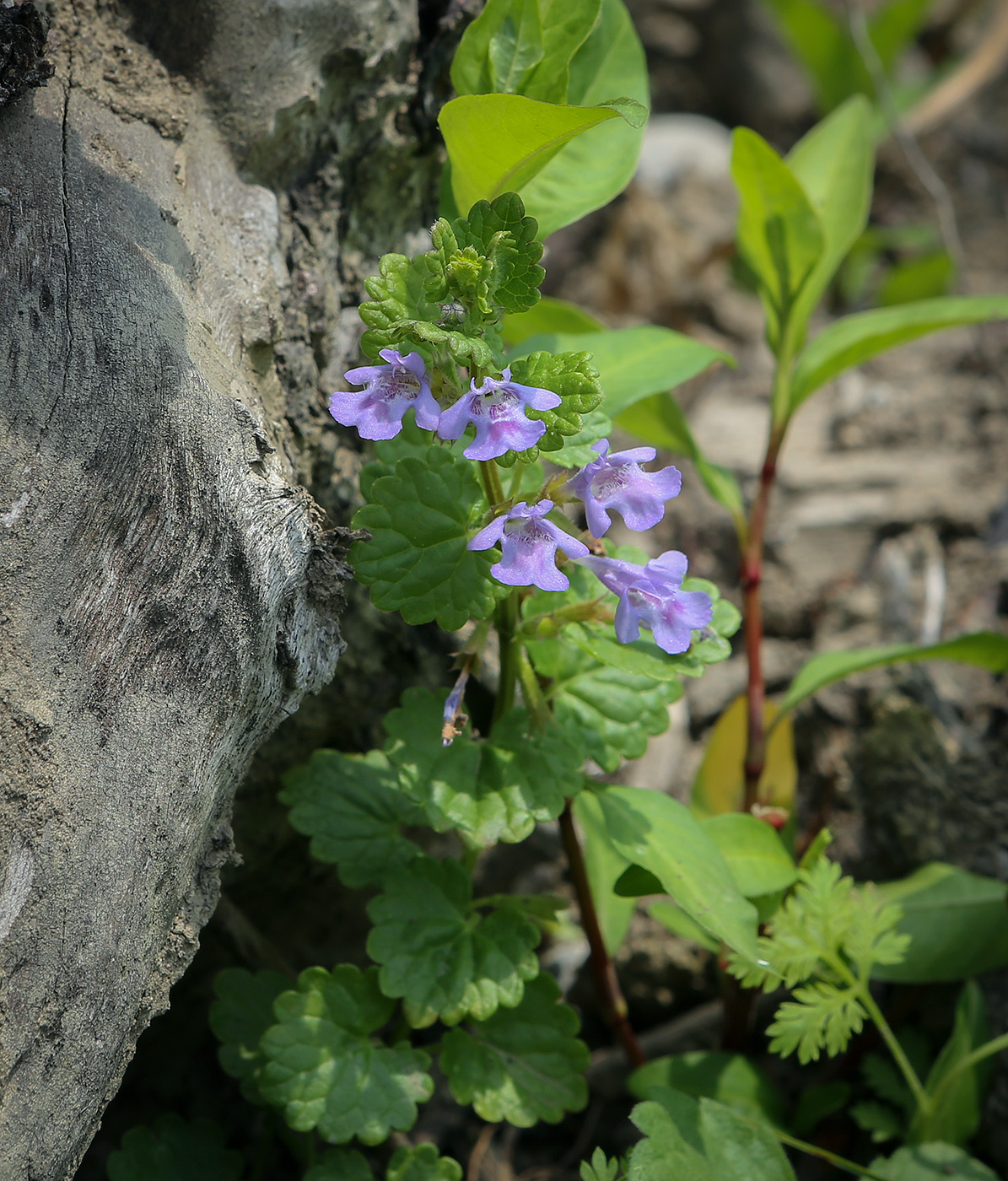 Image of Glechoma hederacea specimen.