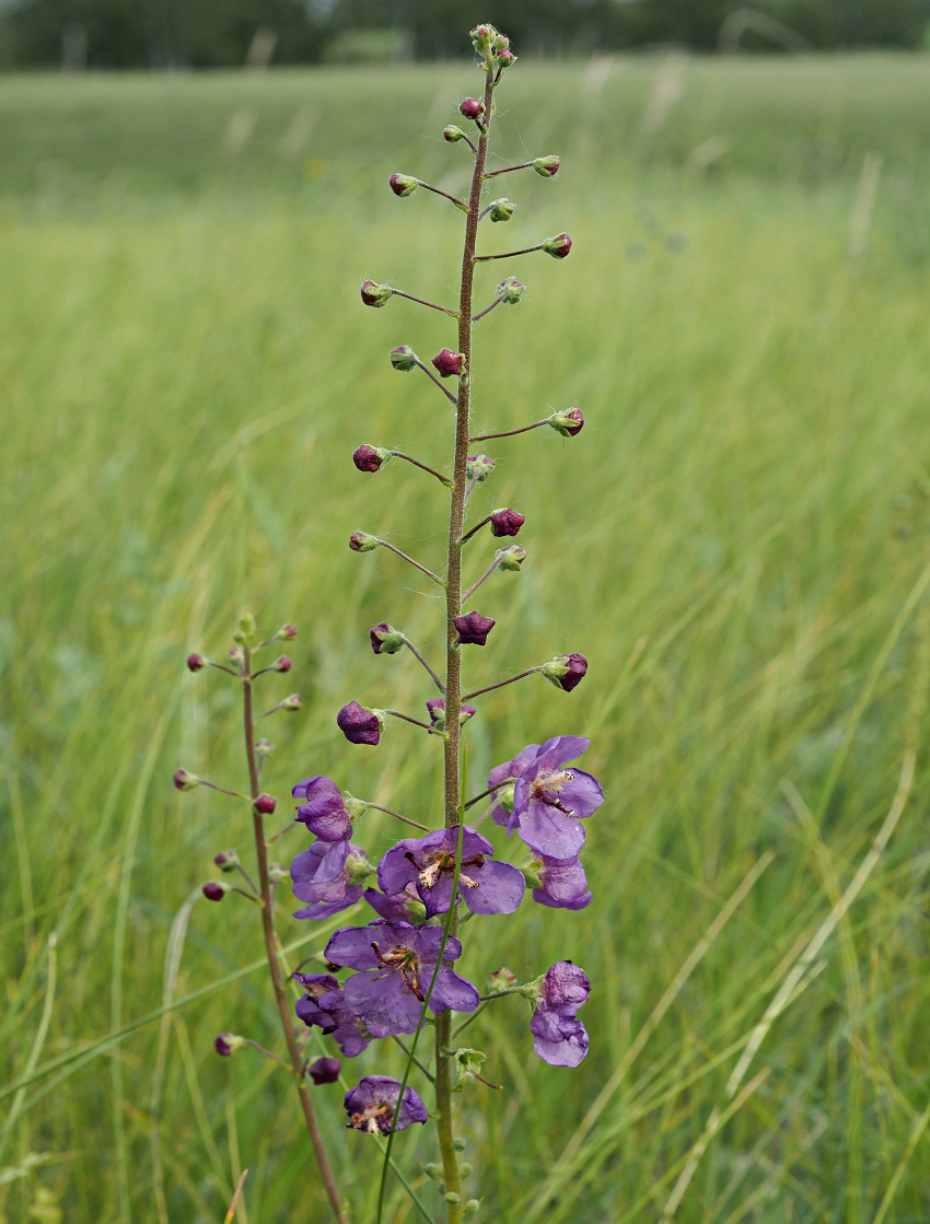 Image of Verbascum phoeniceum specimen.