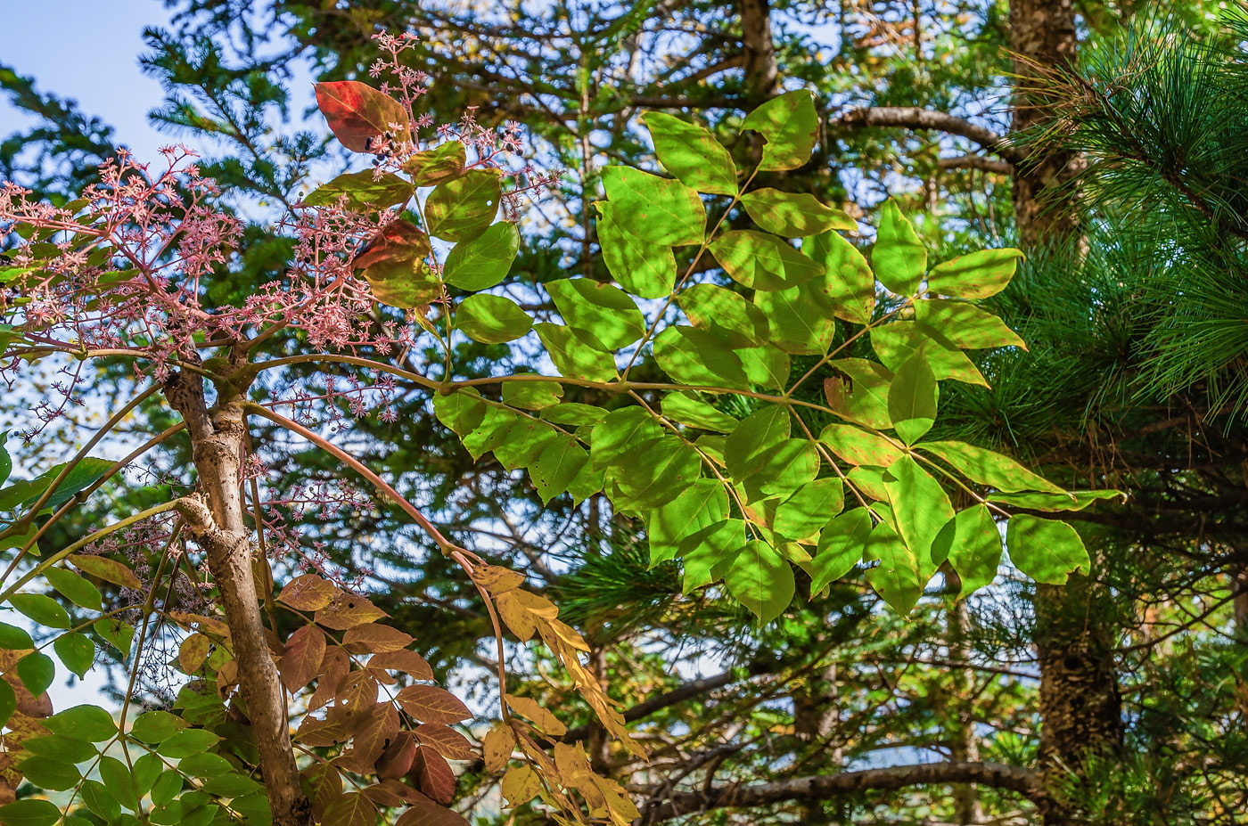 Image of Aralia elata specimen.