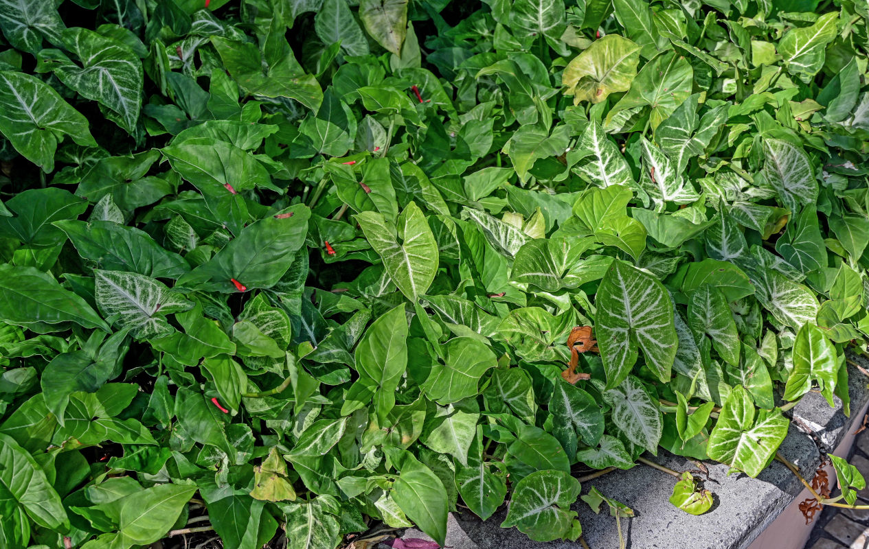 Изображение особи Syngonium podophyllum.