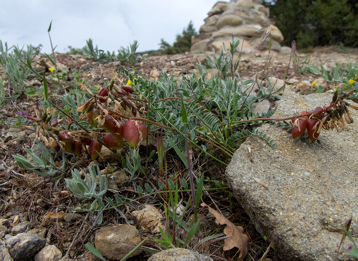 Image of Astragalus suprapilosus specimen.