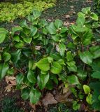 неопознанный вид. Веточки с бутонами. Турция, г. Стамбул, в культуре. 07.10.2025.