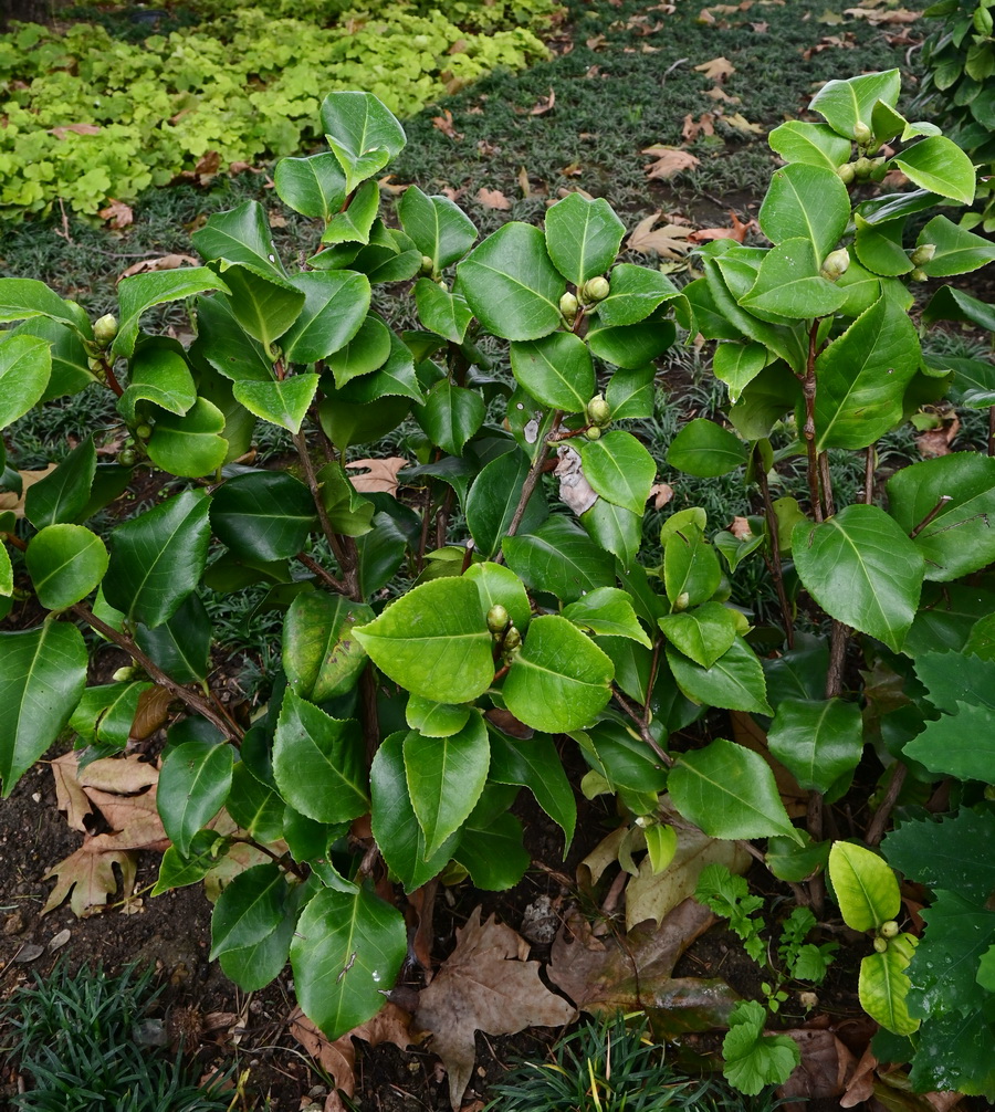 Image of Unknown species specimen.