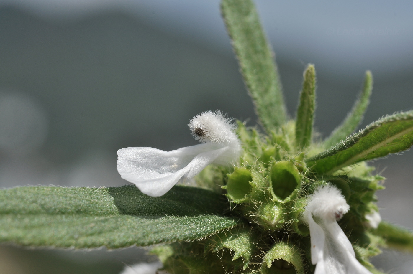 Изображение особи род Leucas.