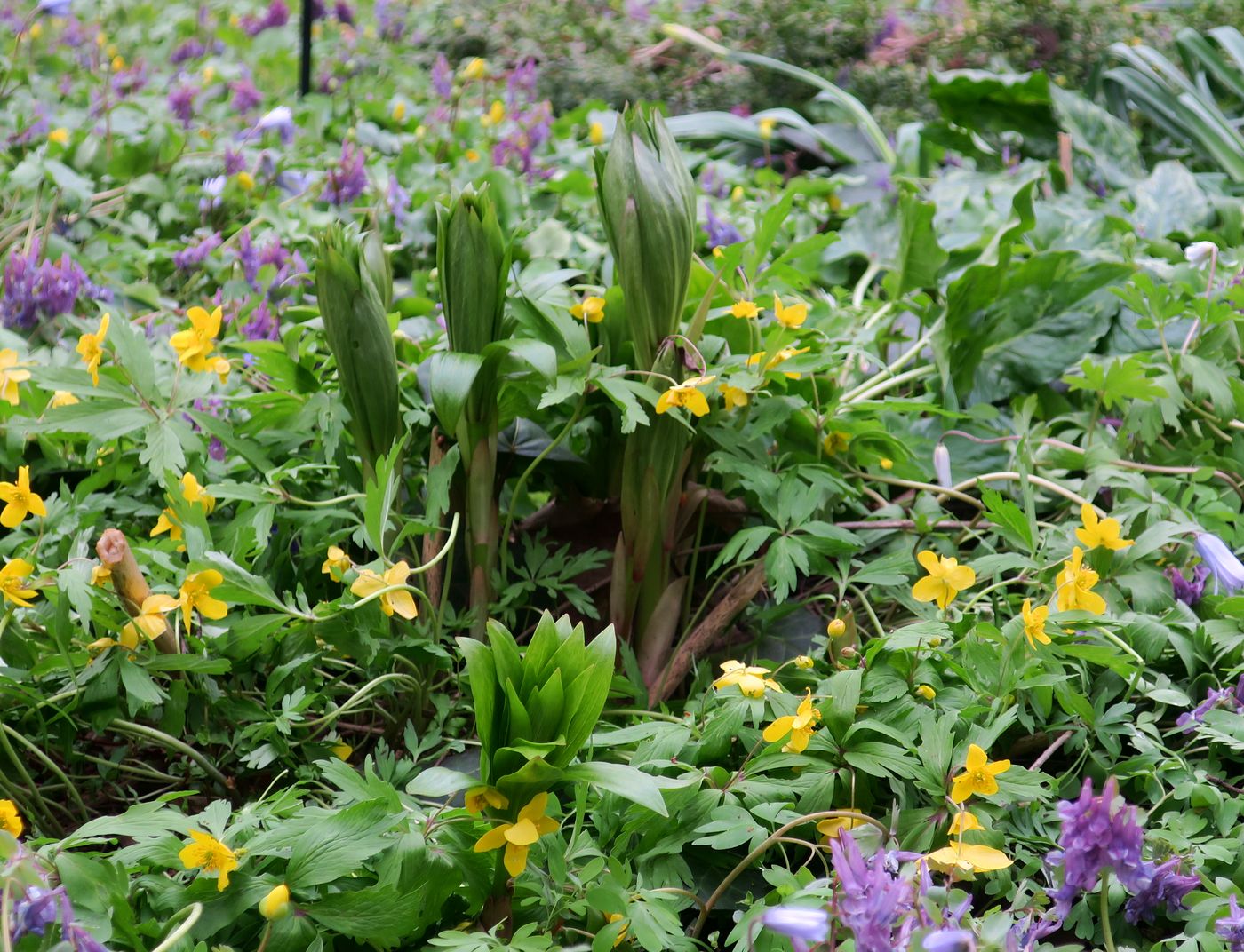 Изображение особи Lilium martagon.
