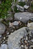 Saxifraga kolenatiana. Цветущее растение. Кабардино-Балкария, Приэльбрусье, лев. берег р. Шхельда в 650 м выше ур. Улыбка Шхельды, среди камней. 23 июня 2025 г.