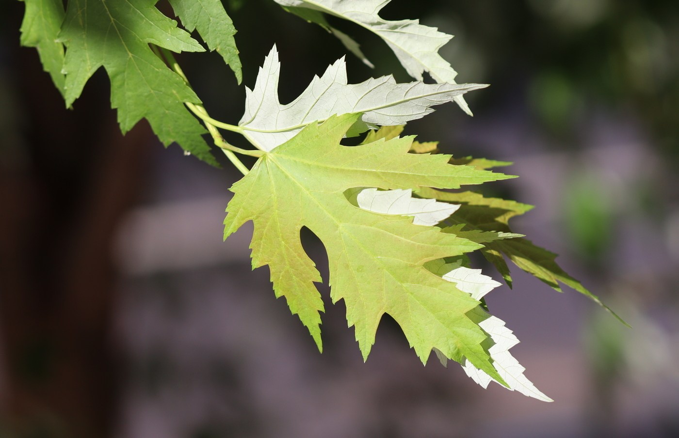 Изображение особи Acer saccharinum.